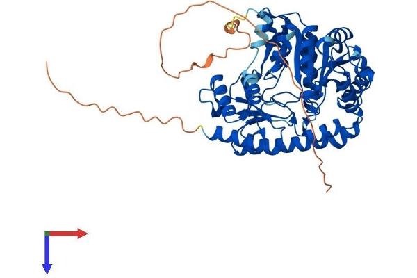 PHACS Protein (AA 1-501) (His tag)