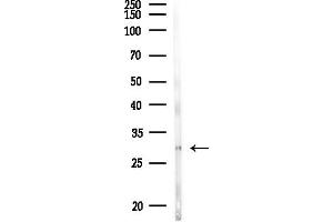 anti-Apolipoprotein O-Like (APOOL) (C-Term) antibody