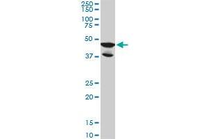LDB2 monoclonal antibody (M02), clone 1A3. (LIM Domain Binding 2 Protein Antikörper  (AA 1-373))