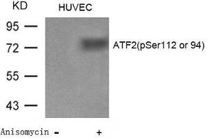 Western blot analysis of extracts from Huvec cells untreated or treated with Anisomycin using ATF2(Phospho-Ser112 or 94) Antibody. (ATF2 Antikörper  (pSer112))