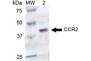 Western blot analysis of Rat Brain cell lysates showing detection of ~41. (CCR2 Antikörper  (Atto 488))