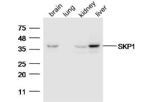 Lane 1: Mouse brain lysates Lane 2: Mouse lung Lane 3: Mouse Kidney Lane 4: Mouse Liver probed with Anti-SKP1 Polyclonal Antibody, Unconjugated  at 1:5000 for 90 min at 37˚C. (SKP1 Antikörper  (AA 81-163))