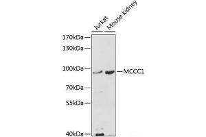Western blot analysis of extracts of various cell lines using MCCC1 Polyclonal Antibody at dilution of 1:1000. (MCCC1 Antikörper)