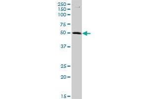 C9orf68 MaxPab polyclonal antibody. (C9orf68 Antikörper  (AA 1-392))