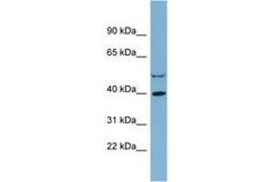 Image no. 1 for anti-Isocitrate Dehydrogenase 3 (NAD+) alpha (IDH3A) (C-Term) antibody (ABIN6742120) (IDH3A Antikörper  (C-Term))