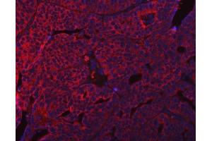 IF analysis of SUMF2 using anti-SUMF2 antibody (ABIN7600954). (SUMF2 Antikörper  (AA 26-301))