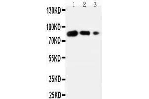Western Blotting (WB) image for anti-CD80 (CD80) (AA 57-71), (N-Term) antibody (ABIN3042612)
