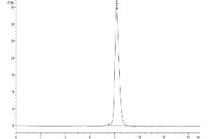 The purity of Biotinylated Human TIGIT is greater than 95 % as determined by SEC-HPLC. (TIGIT Protein (His-Avi Tag,Biotin))