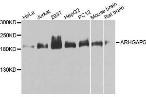 Western blot analysis of extracts of various cell lines, using ARHGAP5 antibody (ABIN1871080) at 1:1000 dilution. (ARHGAP5 Antikörper)