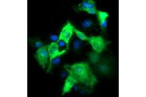 Image no. 2 for anti-Fetal and Adult Testis Expressed 1 (FATE1) antibody (ABIN1498225) (FATE1 Antikörper)