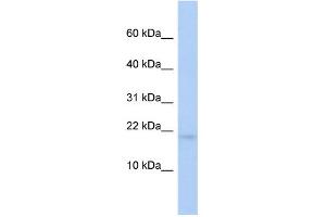 WB Suggested Anti-RFESD Antibody Titration: 0. (RFESD Antikörper  (Middle Region))