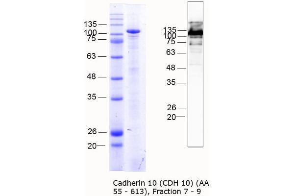 CDH10 Protein (AA 55-613) (MBP tag)