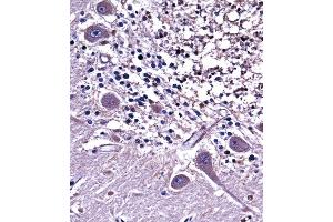 NC Antibody (C-term) ((ABIN657952 and ABIN2846897))immunohistochemistry analysis in formalin fixed and paraffin embedded human cerebellum tissue followed by peroxidase conjugation of the secondary antibody and DAB staining.