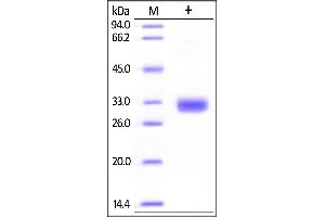Human Angiopoietin-2 (275-496), His Tag on SDS-PAGE under reducing (R) condition. (Angiopoietin 2 Protein (ANGPT2) (AA 275-496) (His tag))