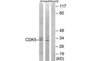 Western blot analysis of extracts from HepG2/Jurkat cells, using CDK5 (Ab-15) Antibody. (CDK5 Antikörper  (AA 1-50))