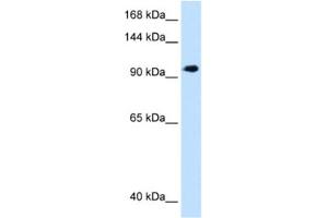 Western Blotting (WB) image for anti-SEC63 Homolog (SEC63) antibody (ABIN2463021) (SEC63 Antikörper)