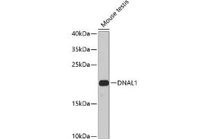 Western blot analysis of extracts of mouse testis, using DN antibody (ABIN6127820, ABIN6139729, ABIN6139731 and ABIN6224283) at 1:1000 dilution. (DNAL1 Antikörper  (AA 41-190))