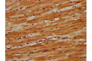 IHC image of  diluted at 1:300 and staining in paraffin-embedded human heart tissue performed on a Leica BondTM system. (DNAJC15 Antikörper  (AA 59-150))