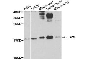 Western blot analysis of extracts of various cell lines, using CEBPG antibody. (CEBPG Antikörper  (AA 1-150))