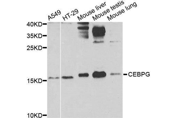 CEBPG anticorps  (AA 1-150)