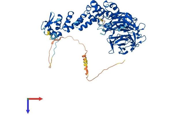 KLHL17 Protein (AA 1-642) (His tag)