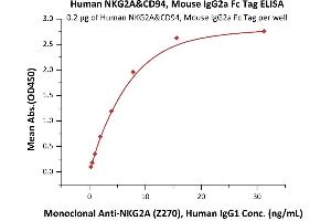 NKG2A & CD94 (AA 113-233) protein (Fc Tag)