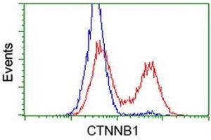 HEK293T cells transfected with either RC208947 overexpress plasmid (Red) or empty vector control plasmid (Blue) were immunostained by anti-CTNNB1 antibody (ABIN2454135), and then analyzed by flow cytometry. (CTNNB1 Antikörper)