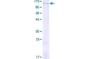 CD44 Protein (CD44) (AA 1-699) (GST tag)