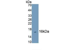 Detection of Recombinant HBa1, Human using Monoclonal Antibody to Hemoglobin Alpha 1 (HBa1) (HBA1 Antikörper  (AA 1-142))