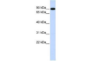 Human Muscle; WB Suggested Anti-ZXDA Antibody Titration: 0. (ZXDA Antikörper  (Middle Region))