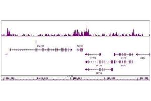 HDAC4 antibody (pAb) tested by ChIP-Seq. (HDAC4 Antikörper  (AA 194-209))