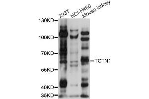 Western blot analysis of extracts of various cell lines, using TCTN1 antibody (ABIN6292813) at 1:1000 dilution. (TCTN1 Antikörper)