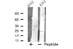 Western blot analysis of extracts from K562 cells, using FAM3D antibody. (FAM3D Antikörper  (C-Term))
