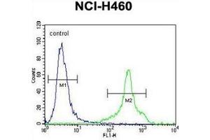 Flow cytometric analysis of NCI-H460 cells using HLA-DQA1 Antibody (N-term) Cat.