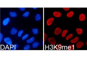 Immunofluorescence analysis of 293T cells using Monomethyl-Histone H3-K9 antibody (ABIN5969805). (Histone 3 Antikörper  (H3K9me))