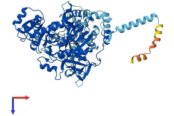 ACSL6 Protein (AA 1-697) (His tag)