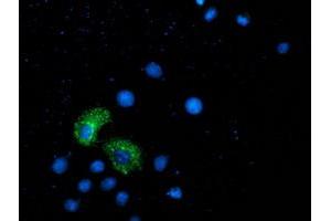 Anti-ANKRD53 mouse monoclonal antibody (ABIN2454358) immunofluorescent staining of COS7 cells transiently transfected by pCMV6-ENTRY ANKRD53 (RC206701). (ANKRD53 Antikörper  (AA 1-300))