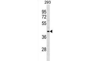 OPCML Antibody (Center) (ABIN1881594 and ABIN2838682) western blot analysis in 293 cell line lysates (35 μg/lane).