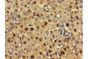 IHC image of ABIN7156033 diluted at 1:500 and staining in paraffin-embedded human liver tissue performed on a Leica BondTM system. (HIF3A Antikörper  (AA 516-669))