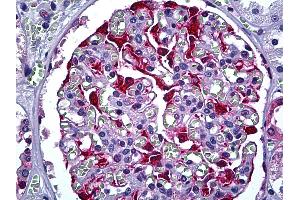 Anti-S100A6 antibody IHC of human kidney, glomerulus.