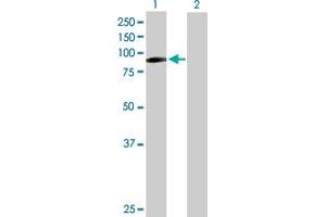 Western Blotting (WB) image for anti-Interleukin enhancer-binding factor 3 (ILF3) (AA 1-702) antibody (ABIN517147)