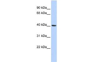 WB Suggested Anti-INSIG1 Antibody Titration:  0.