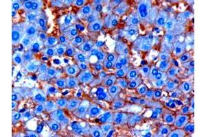 ENPP1 polyclonal antibody  (1 ug/mL) staining of paraffin embedded human liver.