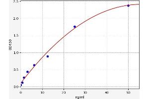 DSPP ELISA Kit