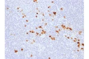 ABIN6383783 to pan-IgG was successfully used to stain IgG-expressing B cells in human tonsil sections.
