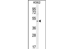 TBX6 Antibody (C-term) (ABIN655896 and ABIN2845296) western blot analysis in K562 cell line lysates (35 μg/lane).