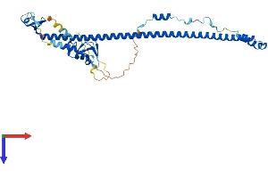 TRIM54 Protein (AA 1-366) (His tag)