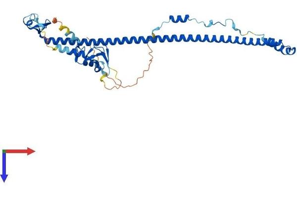 TRIM54 Protein (AA 1-366) (His tag)