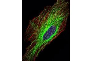 Immunofluorescence analysis of Hela cells using TUBA8 mouse mAb (green). (TUBA8 Antikörper)