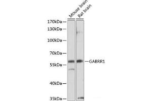 Western blot analysis of extracts of various cell lines using GABRR1 Polyclonal Antibody at dilution of 1:1000. (GABRR1 Antikörper)